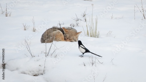 Jackson Hole Coyote