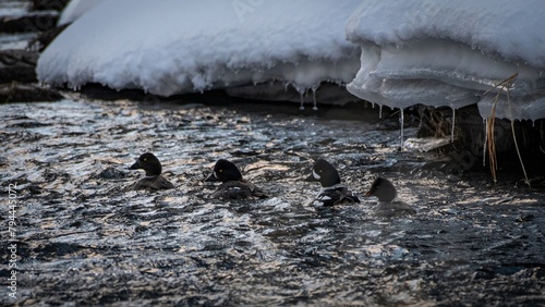 Jackson Hole Goldeneye 