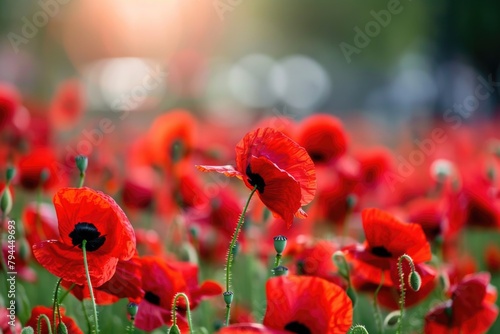 Vivid red poppies blooming in sunlight with soft focus background