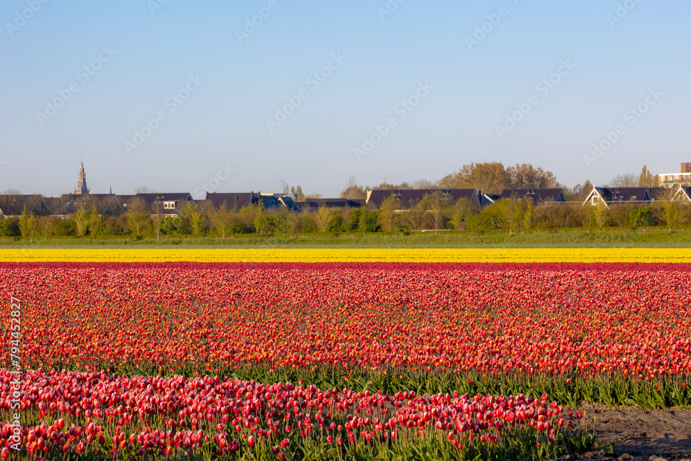 Row or line of colourful tulips field in countryside farm with warm sunlight in morning, Tulips are plants of the genus Tulipa, Spring-blooming perennial herbaceous bulbiferous geophytes, Netherlands.