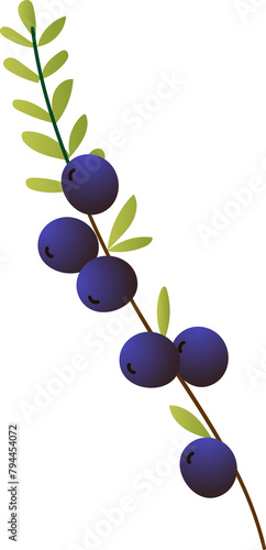 Sprig berries black crowberry organic photo