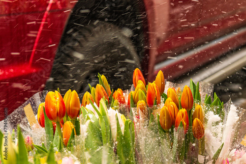 easter flowers in falling snow: tulips fresh cut in bunches for sale on sidewalk in spring shot toronto beaches room for text	 photo