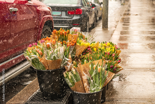 Canvas Print easter flowers in falling snow: tulips fresh cut in bunches for sale on sidewalk