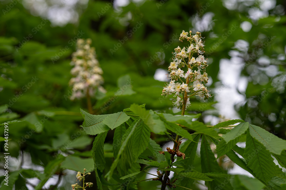 White chestnut flower and green leaves. White chestnut flower and green leaves.