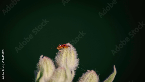 Tableau sur toile Frame photograph insect on plant in nature with unfocused green background