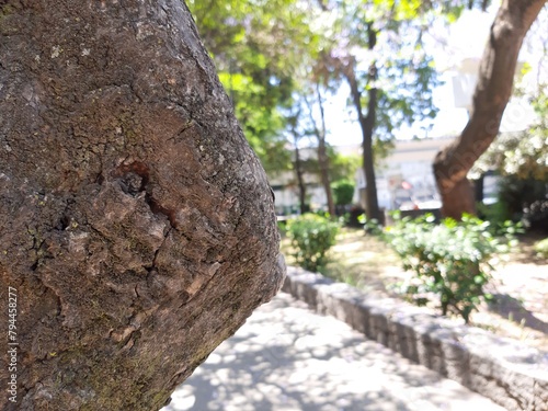 Arboles en la ciudad