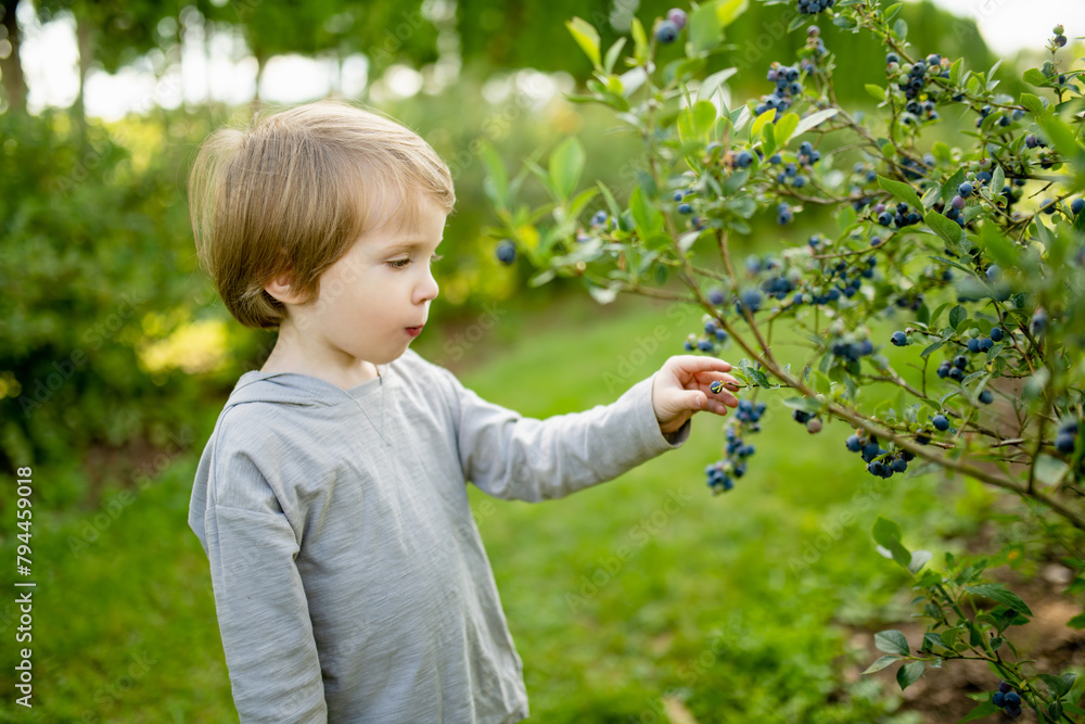 Cute little boy picking fresh berries on organic blueberry farm on warm and sunny summer day. Fresh healthy organic food for small kids. Cute little boy picking fresh berries on organic blueberry farm on warm and sunny summer day. Fresh healthy organic food for small kids.