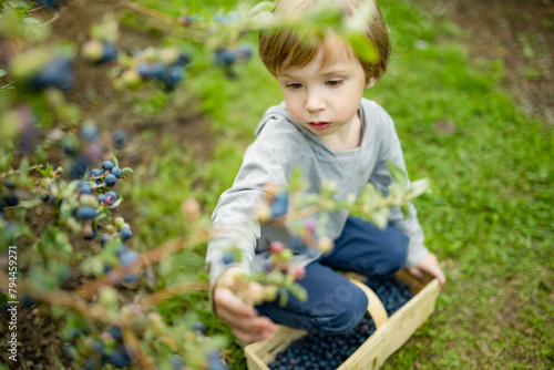 Cute little boy picking fresh berries on organic blueberry farm on warm and sunny summer day. Fresh healthy organic food for small kids.
