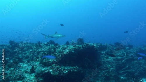 Wallpaper Mural Underwater wildlife - Grey shark swimming in a ocean reef Torontodigital.ca