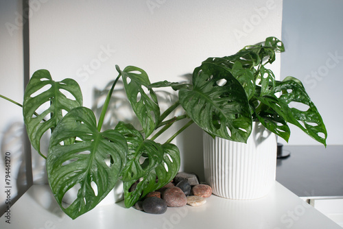 Beautiful split-leaf philodendron in a domestic kitchen.
