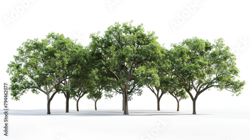 Large woods trees standing growth collections isolated on white backgrounds 
