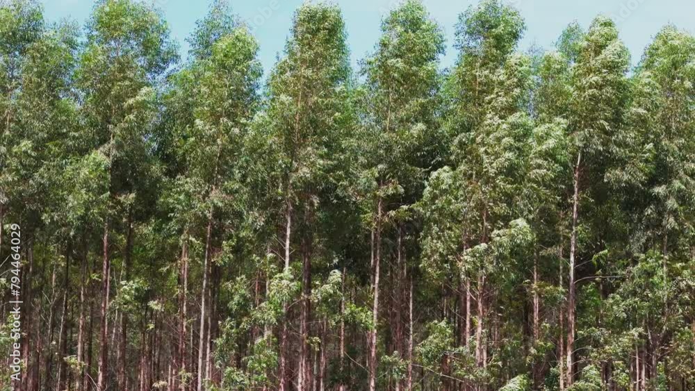 cultivation of eucalyptus trees cultivation of eucalyptus trees