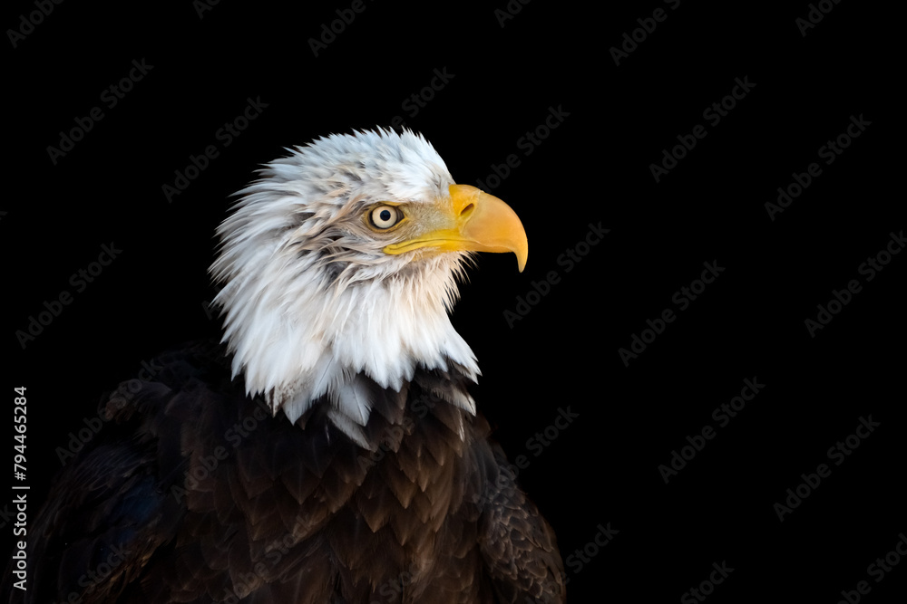 Bald eagle, usa national symbol of independence, freedom and patriotism, looking at camera. Bald eagle, usa national symbol of independence, freedom and patriotism, looking at camera.