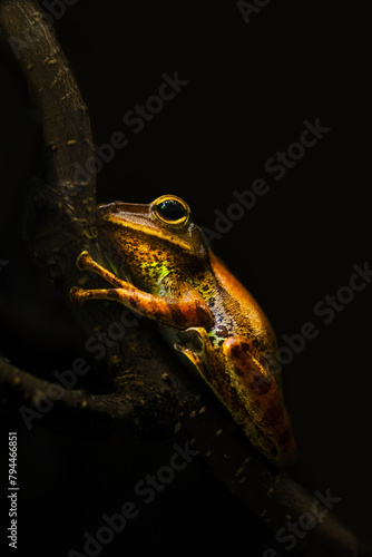 A Tree Frog ( Hylidae )