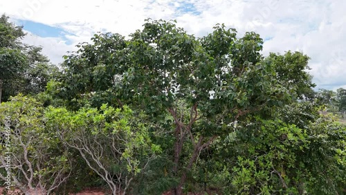 Pekea Nut Tree Leaves photo