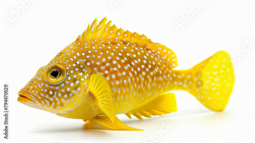  Yellow Spot rabbitfish Siganus guttatus photo