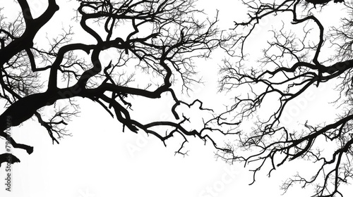 Silhouetted tree branches against a white background