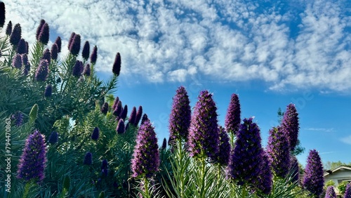 Pride of Madeira, Echium candicans, Tall purple flowers stand proudly against a backdrop of blue sky peppered with fluffy clouds, hinting at a peaceful day in a vibrant natural setting photo
