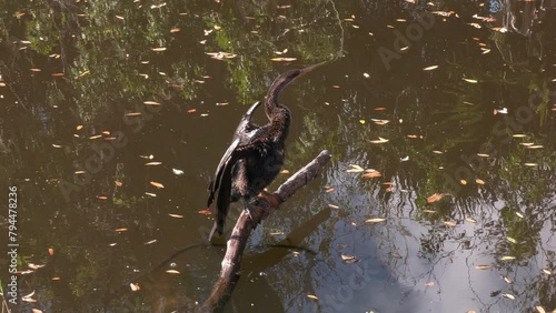 Anhinga Bird Drying up its Wings in Florida Wetlands. photo