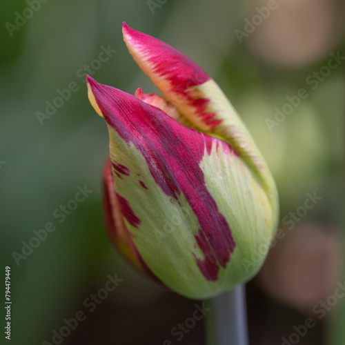 Closeup of two-color tulip flower bud in red and light green on blurred background