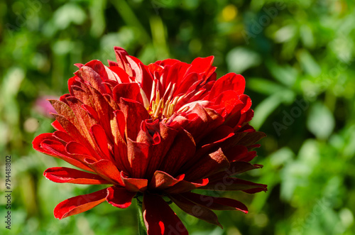 Common Zinnia