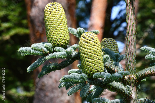 Noble Fir (Abies Procera)