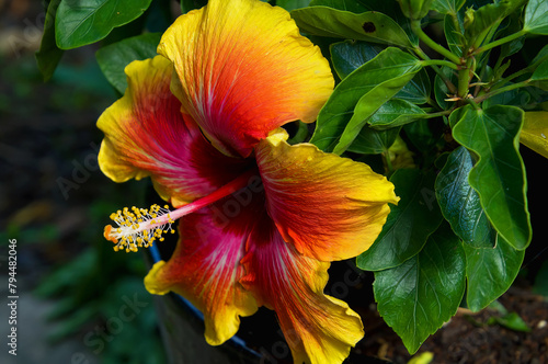 Hibiscus