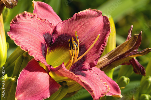 Daylily