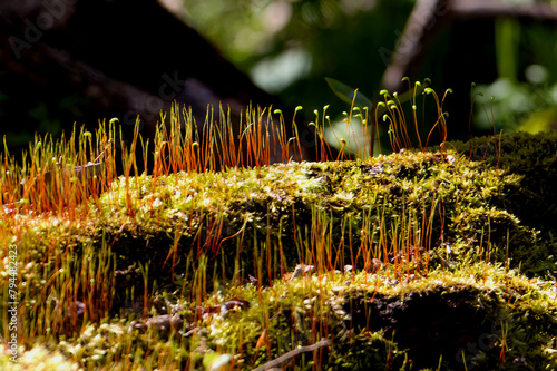 Moss Spores