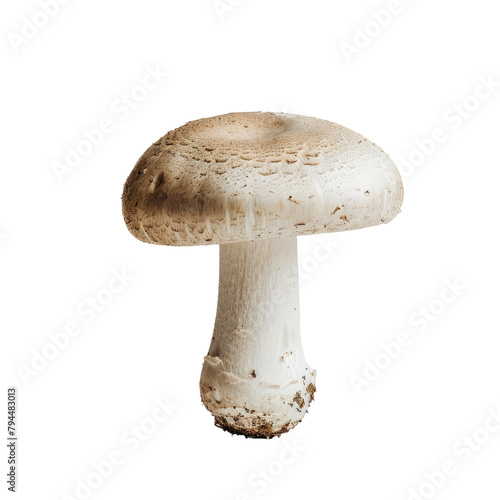 A single mushroom champignon stands out against a transparent background