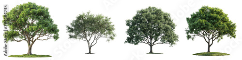 Ash Tree  Hyperrealistic Highly Detailed Isolated On Transparent Background Png File