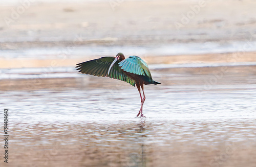 A Glossy Ibis bird at the height of its breeding season flapping its colorful wing feathers while wading in a shallow lake.