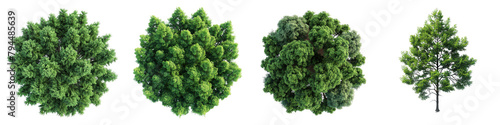 Bald Cypress Trees Top View  Hyperrealistic Highly Detailed Isolated On Transparent Background Png File