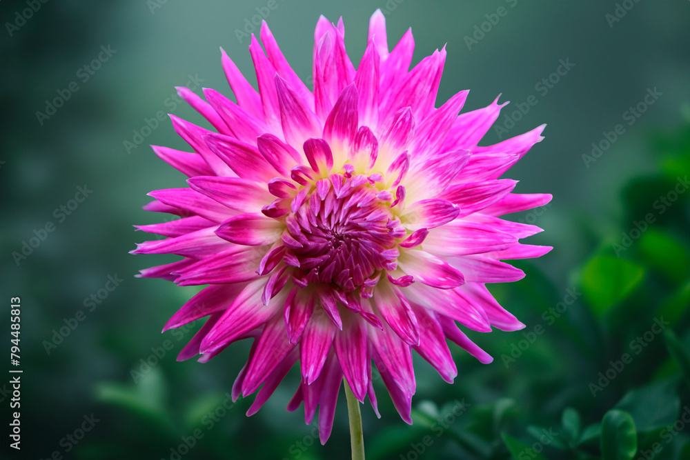 Beautiful dahlia flower in the summer garden Beautiful dahlia flower in the summer garden
