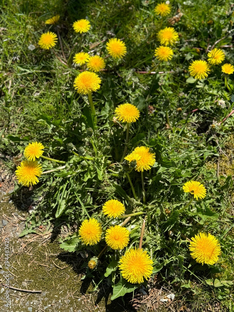 yellow flowers in the garden yellow flowers in the garden