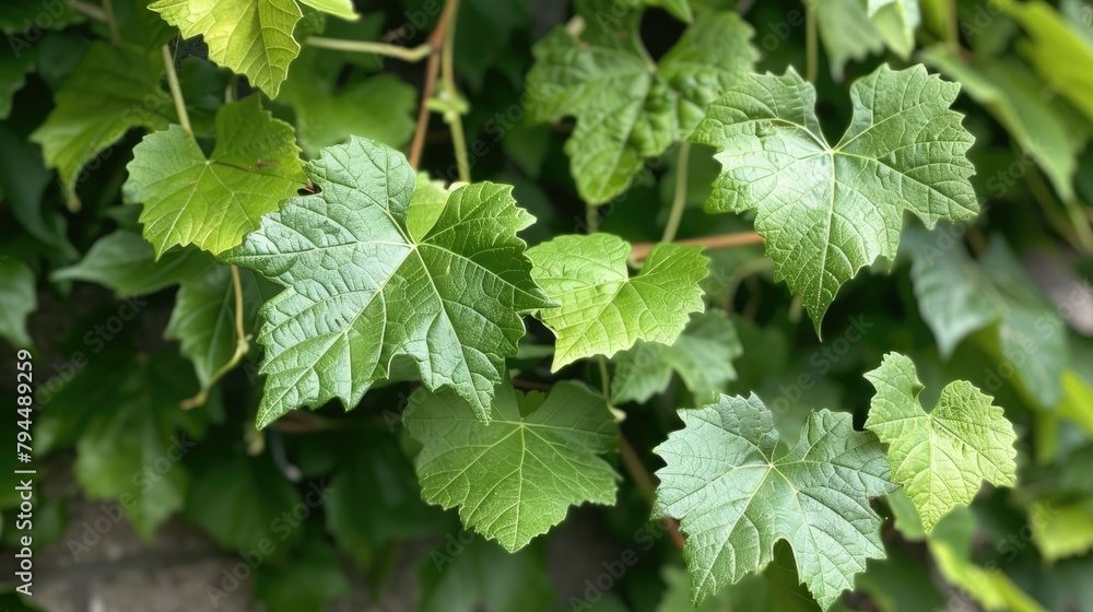 Naklejka premium Fresh Green Leaves Adorning Grapevine in the Yard