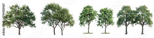 Black Walnut Trees   Hyperrealistic Highly Detailed Isolated On Transparent Background Png File photo