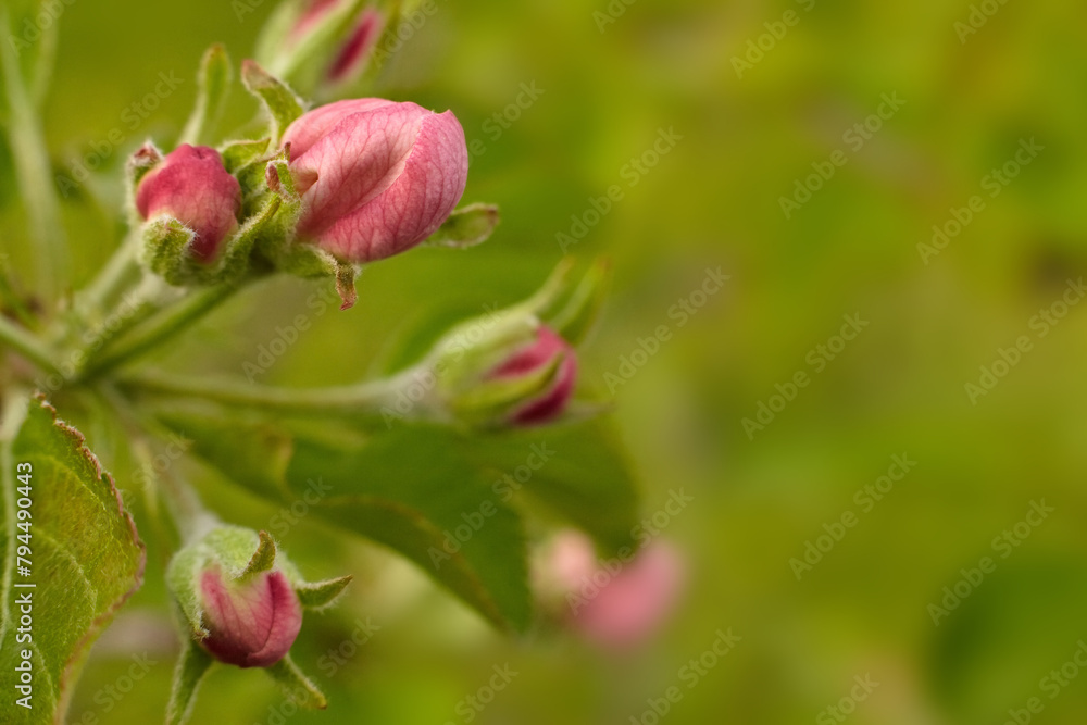 apple tree blossom close-up against a green background apple tree blossom close-up against a green background