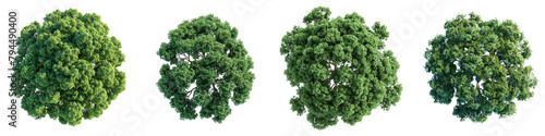 Catalpa Trees Top View  Hyperrealistic Highly Detailed Isolated On Transparent Background Png File
