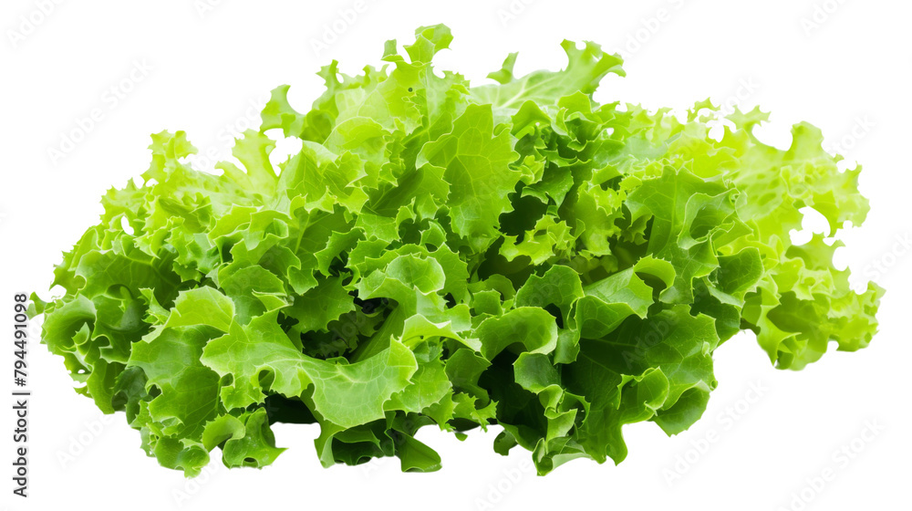 Obraz premium Green lettuce salad