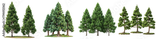 Cryptomeria  Japanese Cedar  Trees  Hyperrealistic Highly Detailed Isolated On Transparent Background Png File
