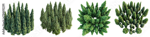 Cypress Trees Top View  Hyperrealistic Highly Detailed Isolated On Transparent Background Png File photo