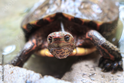 La tortuga me observa fijamente photo