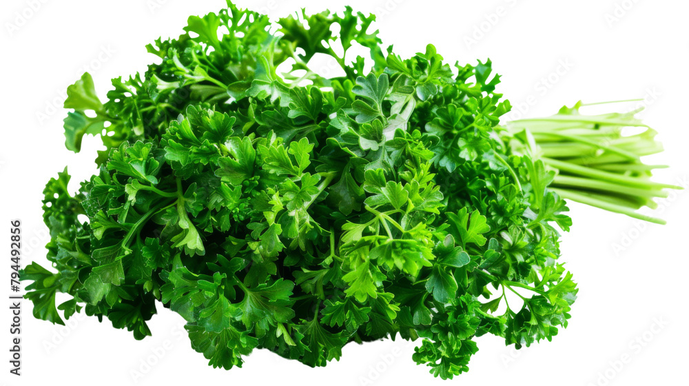 Obraz premium Fresh parsley herb