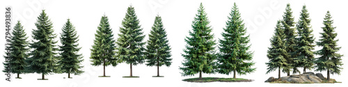  Douglas Fir Trees Hyperrealistic Highly Detailed Isolated On Transparent Background Png File