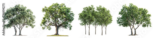 Eastern Cottonwood Trees   Hyperrealistic Highly Detailed Isolated On Transparent Background Png File