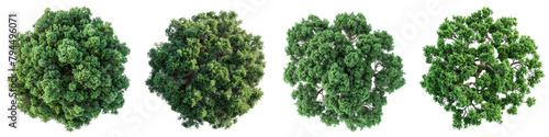 Eastern Red Cedar Trees Top View Hyperrealistic Highly Detailed Isolated On Transparent Background Png File