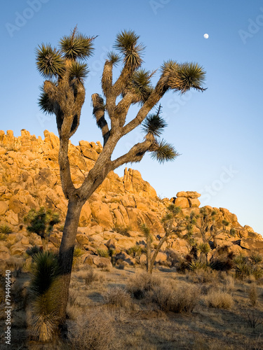 Low angle view of a yucca in joshua tree national park with rocks in background at sunset