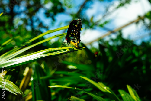 Butterfly on a Flower