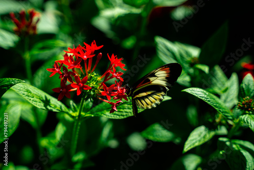 Butterfly on a Flower